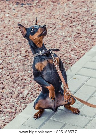 Zwergpinscher dog portrait close up, view from side. Black miniature pinscher Zwergpinscher, min pin standing. Playful pet outdoors.
