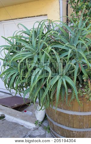 giant aloe plant in the barrel of Corfu, Greece