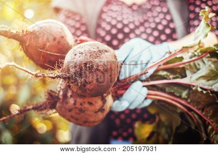 Farmer holding organic beets beetroot with green leaves in hands. Closeup view toned image. focus on one beet