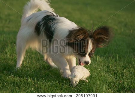 Beautiful young male dog Continental Toy Spaniel Papillon playing with plush toy on a green lawn