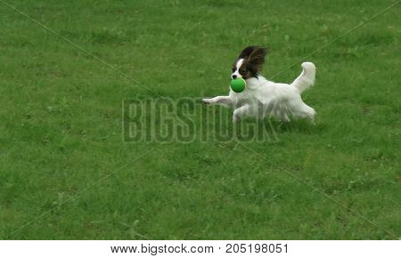 Beautiful young male dog Continental Toy Spaniel Papillon playing with ball on a green lawn