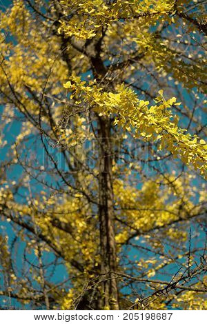 Photo of Golden Autumn Ginkgo Biloba Tree Leaves in autumn