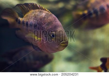 Nannacara. Blue Aquarium Fish On A Background Of Algae. Cichlids.