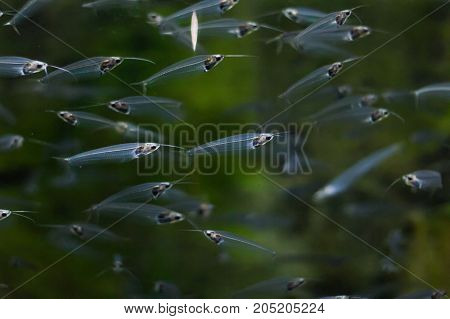 A Flock Of Glass Catfishes Floating Under The Water