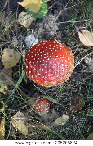 Along polka dot mushrum in a forest