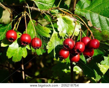 Haws, the red fruit of the common hawthorn tree
