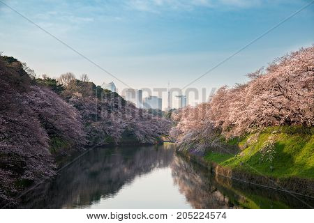 View of massive cherry blossoming in Tokyo Japan as background. Photoed at Chidorigafuchi Tokyo Japan.