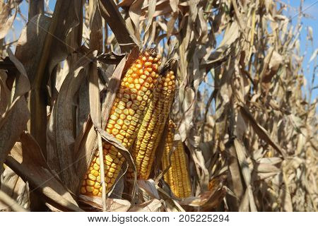 Corn in the field. Rows with a ripe corn on the cob ready for harvesting against blue sky. Horizontal composition.