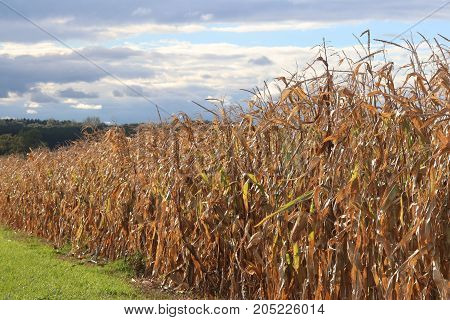 Corn field ready for harvesting against blue sky. Close up horizontal composition.