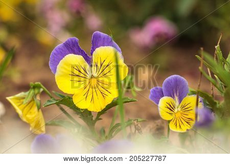 Violet pansy flower, close-up of viola tricolor in the spring garden