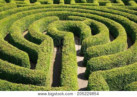 Green bushes maze view from above for garden.