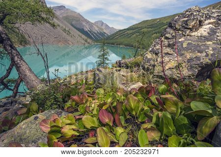 Altai mountain plate in the wild nature of Badan.