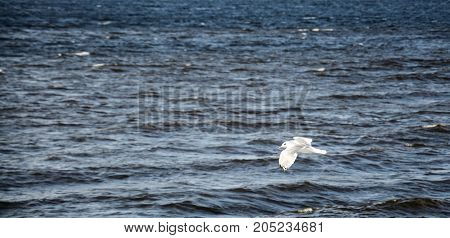 the seagull is flying over the river close up