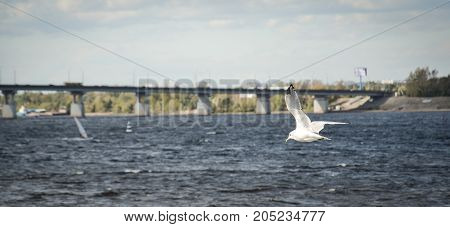 the seagull is flying over the river close