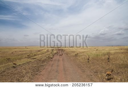 Herd of Thompson's Gazelle used to congregate on the road in dry season