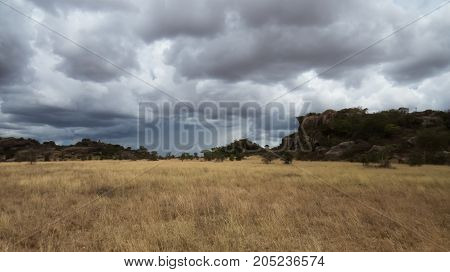 A distance rain in Serengeti landscape of grassland in dry season, Tanzania