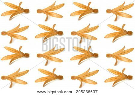 Dried Palo Santos flower, Triplaris cumingiana, on white background