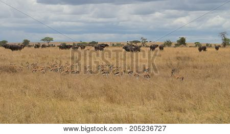 A herd of Thompson's Gazelle accompanying cape buffalo herd