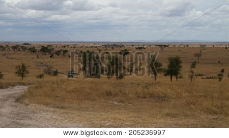 Serengeti landscape of grassland in dry season, Tanzania