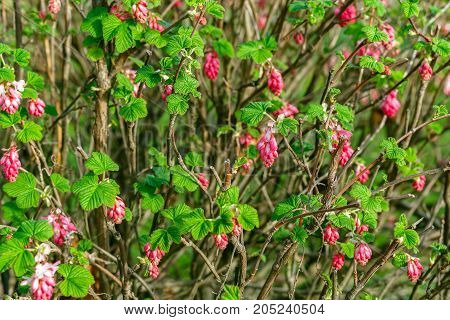 Ribes flowering currant in a public park in London