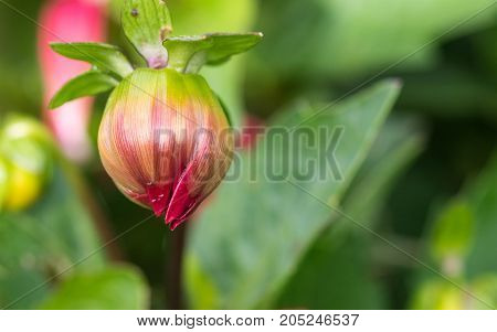 an amazing macro shot of a lovely colourful flower.