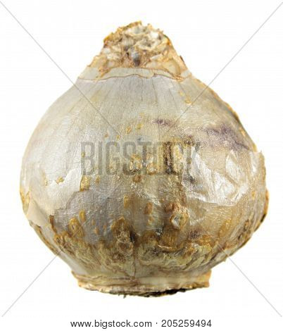 White bulb of hyacinth isolated on white background