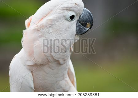 A white Moluccan Cockatoo playing on the rope