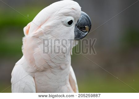 A white Moluccan Cockatoo playing on the rope