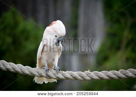 A white Moluccan Cockatoo playing on the rope