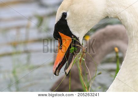 An adult mute swan with a beak full of vegetation