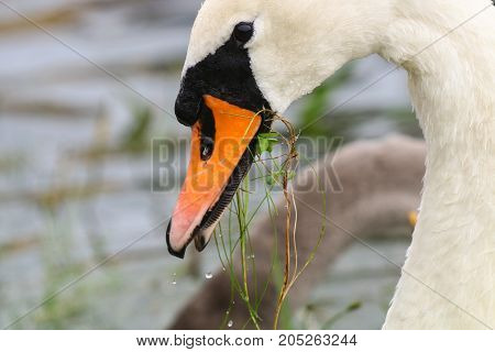 A Mute Swan with a beak full of vegetation