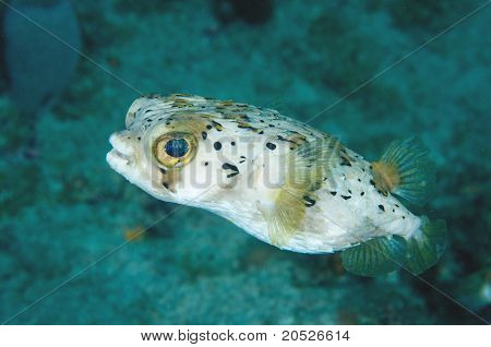Balloonfish
