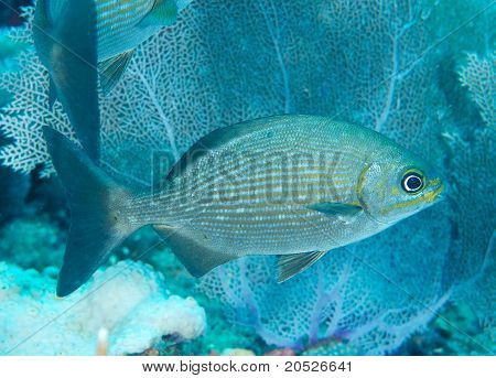 Bermuda Chub