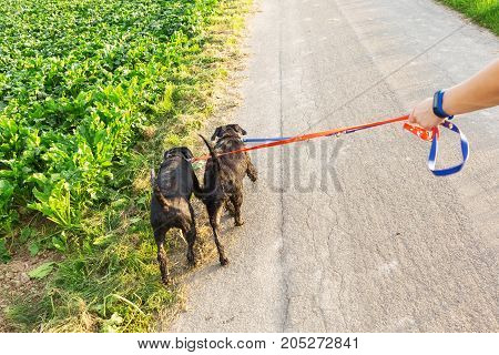 Person Walks With Two Dogs At The Leash