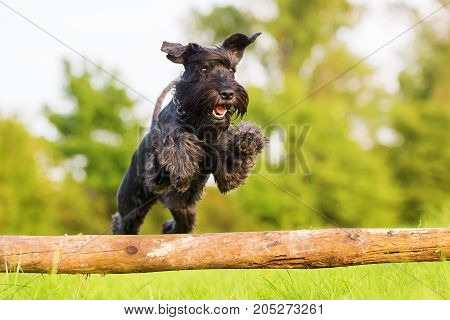 Standard Schnauzer Jumps Over A Wooden Beam