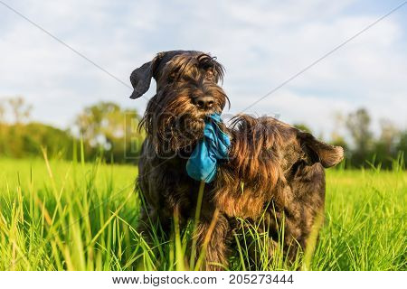 Two Schnauzer Fight For A Treat Bag
