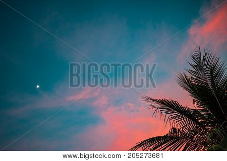 pink clouds and blue sky with palm fronds and the moon in the backround at sunset