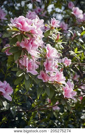 Rhododendrons in full bloom in a garden drenched in morning sun