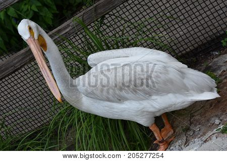 A Heron Bird Resting in a Zoo