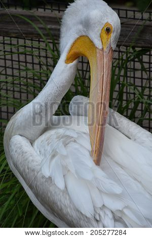 A Heron Bird Resting in a Zoo