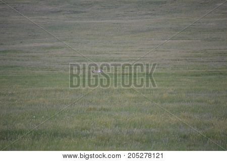 a pronghorn (north American antelope) at dusk