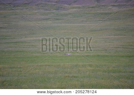 a pronghorn (north American antelope) at dusk