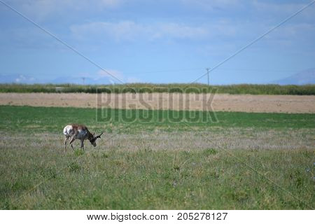 a pronghorn (north American antelope) at dusk
