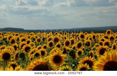 32