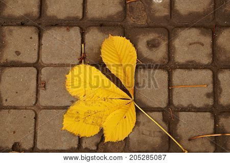 Autumn etude from yellow fallen the leaves