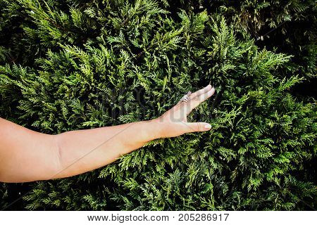 Female hand touches green petals feeling life