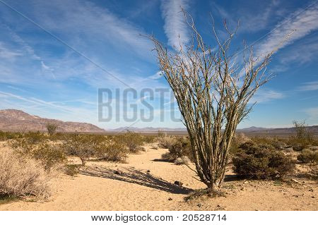 Ocotillo kaktus