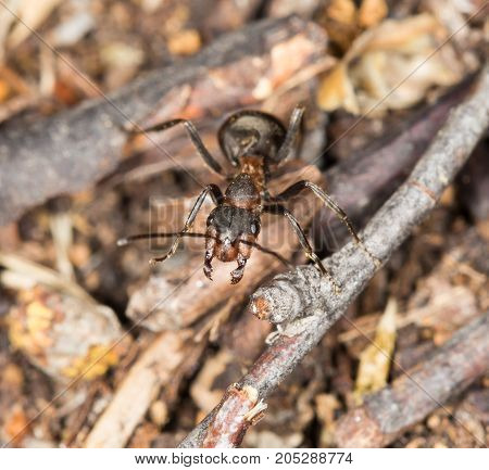 ant in nature. close-up . In a park in the nature