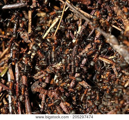 A lot of ants crawling around in there stay