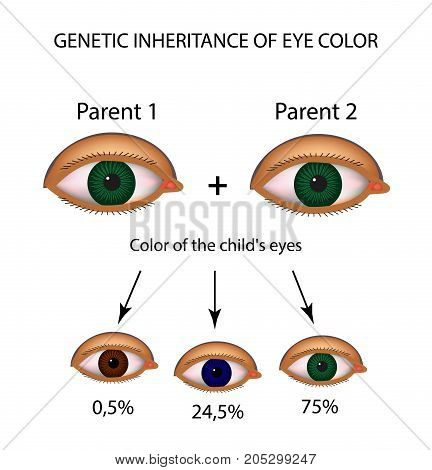 Genetic inheritance of eye color. Brown, blue, green eyes. Infographics. Vector illustration on isolated background.